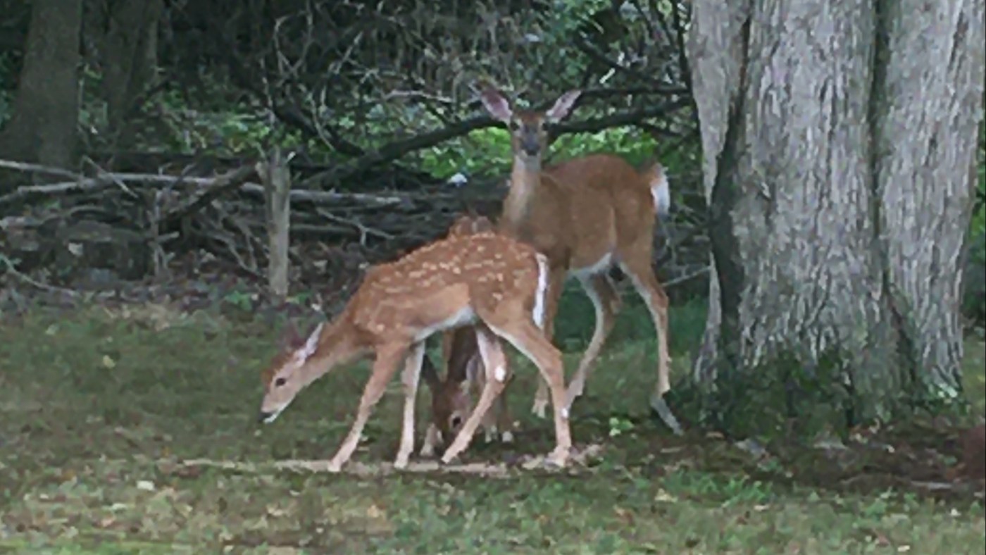 my-deer-friends-in-New-Jersey